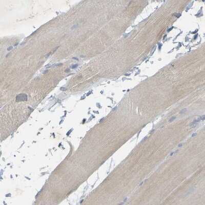 Immunohistochemistry-Paraffin: MAG/Siglec-4a Antibody [NBP1-81817]