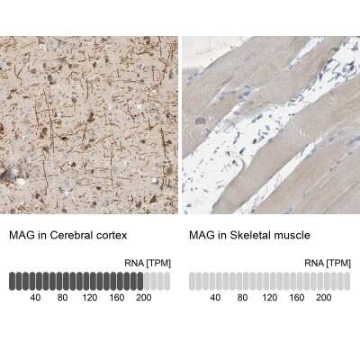 Immunohistochemistry-Paraffin: MAG/Siglec-4a Antibody [NBP1-81817]