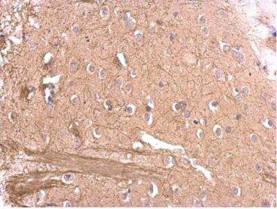 Immunohistochemistry-Paraffin: MAG/Siglec-4a Antibody [NBP2-17201]