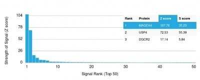 Protein Array: MAGEA4 Antibody (CPTC-MAGEA4-1) - Azide and BSA Free [NBP2-79861]
