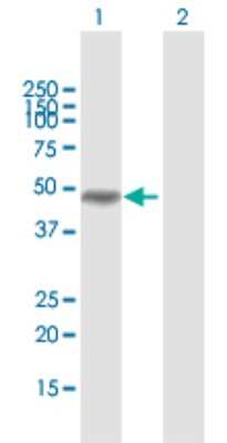 Western Blot: MAGEA8 Antibody [H00004107-D01P]