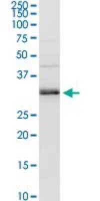 Western Blot: MAGEA9 Antibody [H00004108-D01P]