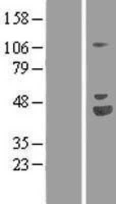 Western Blot: NRAGE/MAGED1 Overexpression Lysate [NBP2-07545]