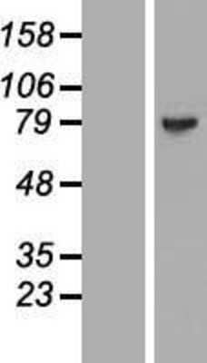 Western Blot: MAGED4B Overexpression Lysate [NBL1-12817]