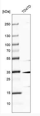 Western Blot: MAGEF1 Antibody [NBP2-58782]