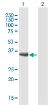 Western Blot: MAGEF1 Antibody [H00064110-B01P]