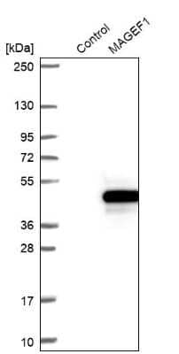 Western Blot: MAGEF1 Antibody [NBP2-47386]