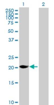 Western Blot: MAGEH1 Antibody [H00028986-B01P]