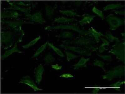 Immunocytochemistry/ Immunofluorescence: MAGI1 Antibody (3B4) [H00009223-M02]