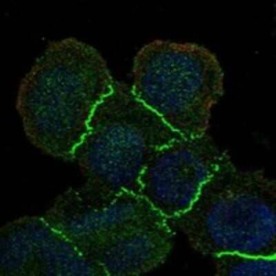 Immunocytochemistry/ Immunofluorescence: MAGI1 Antibody [NBP3-17885]