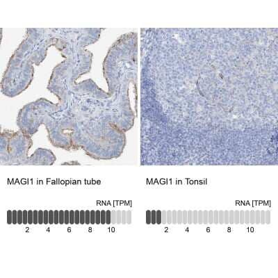 Immunohistochemistry-Paraffin: MAGI1 Antibody [NBP1-89182]