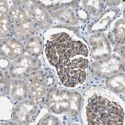 Immunohistochemistry-Paraffin: MAGI2 Antibody [NBP1-89261]