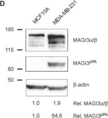 Western Blot: MAGI3 Antibody [NBP2-17210]