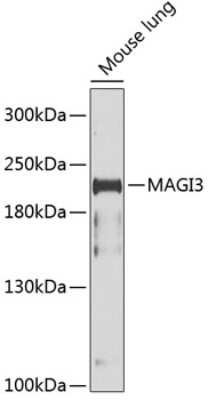 Western Blot: MAGI3 AntibodyBSA Free [NBP3-04406]