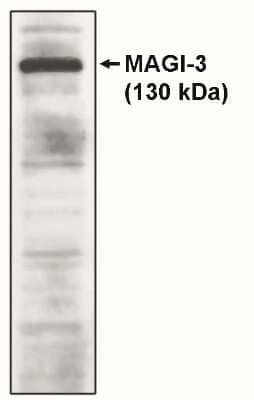 Western Blot: MAGI3 Antibody [NBP3-11883]