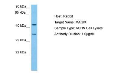 Western Blot: MAGIX Antibody [NBP2-83176]