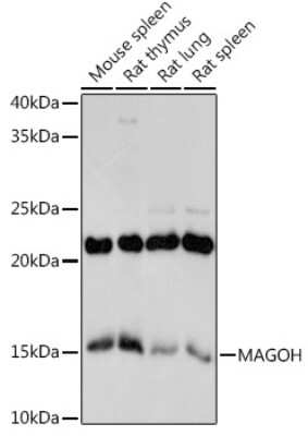 Western Blot: MAGOH Antibody (3J7K2) [NBP3-16227]