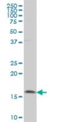 Western Blot: MAGOH Antibody (4H8) [H00004116-M02]