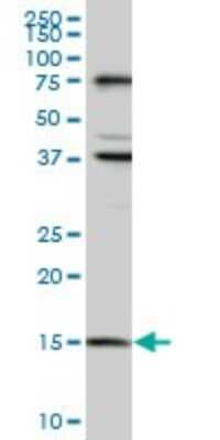 Western Blot: MAGOH Antibody (6E11) [H00004116-M01]