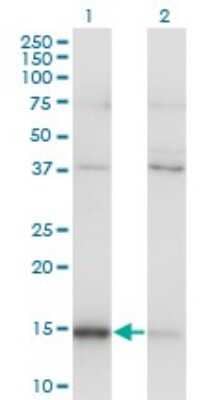 Western Blot: MAGOH Antibody (6E11) [H00004116-M01]