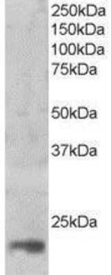 Western Blot: MAGOH Antibody [NB300-938]