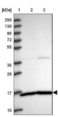 Western Blot: MAGOH Antibody [NBP2-46689]