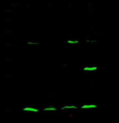 Western Blot: MAGOH Antibody [NBP2-97072]