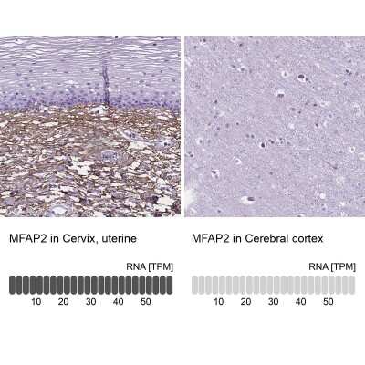 Immunohistochemistry-Paraffin: MAGP-1/MFAP2 Antibody [NBP1-87735]