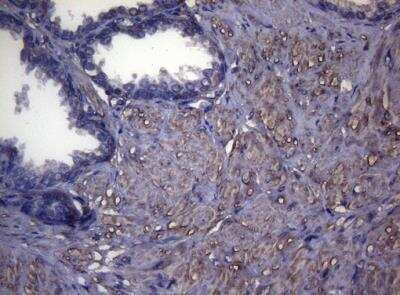 Immunohistochemistry-Paraffin: MAK Antibody (OTI5A7) [NBP2-45723]