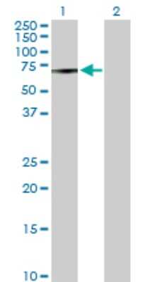 Western Blot: MAK Antibody [H00004117-D01P]