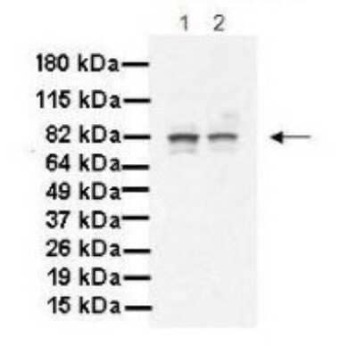 Western Blot: MAK Antibody [NBP1-54991]