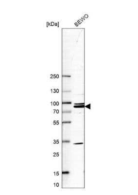 Western Blot: MAK10 Antibody [NBP1-90032]