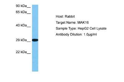 Western Blot: MAK16 Antibody [NBP2-87772]