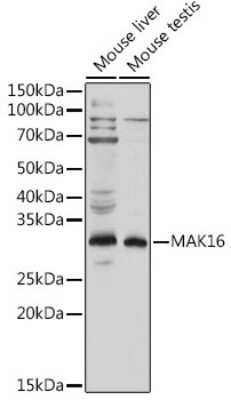 Western Blot: MAK16 AntibodyAzide and BSA Free [NBP3-15975]