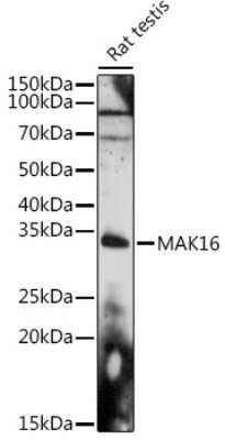 Western Blot: MAK16 AntibodyAzide and BSA Free [NBP3-15975]