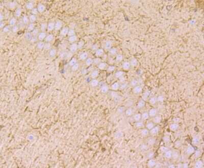 Immunohistochemistry-Paraffin: MAL Antibody (B5-G3) [NBP2-75563]