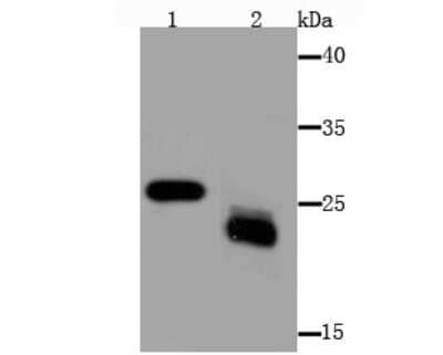 Western Blot: MAL Antibody (B5-G3) [NBP2-75563]