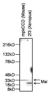 Western Blot: MAL Antibody [NBP2-22522]