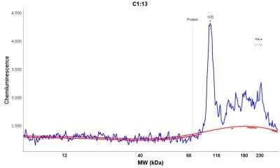 Simple Western: MALT1 Antibody (MT1/410)Azide and BSA Free [NBP2-33054]
