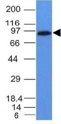 Western Blot: MALT1 Antibody (MT1/410)Azide and BSA Free [NBP2-33054]