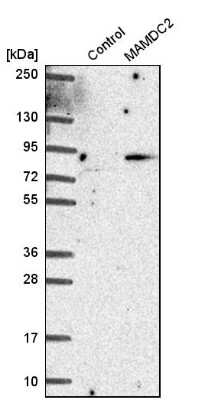 Western Blot: MAMDC2 Antibody [NBP1-81170]