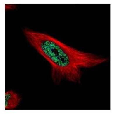 Immunocytochemistry/ Immunofluorescence: MAML1 Antibody [NBP1-33638]