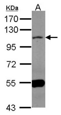 Western Blot: MAML1 Antibody [NBP1-33638]