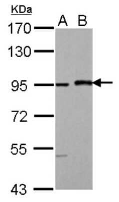 Western Blot: MAML1 Antibody [NBP1-33638]