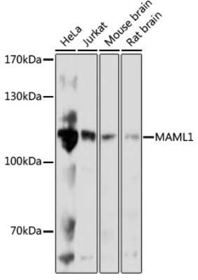 Western Blot: MAML1 AntibodyAzide and BSA Free [NBP3-04649]