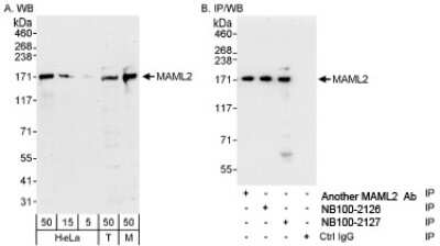 Western Blot: MAML2 Antibody [NB100-2127]