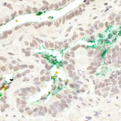 Immunohistochemistry-Paraffin: MAML3 Antibody [NB100-2128]