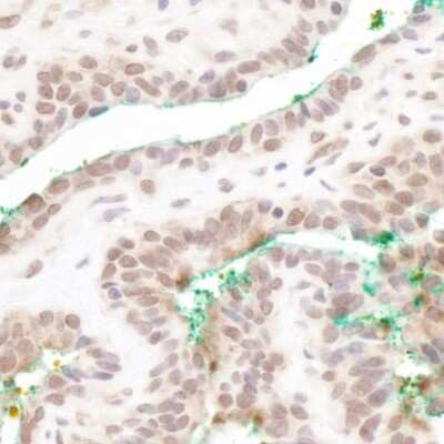 Immunohistochemistry-Paraffin: MAML3 Antibody [NB100-2129]