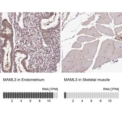 Immunohistochemistry-Paraffin: MAML3 Antibody [NBP1-86674]