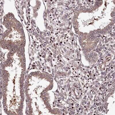 Immunohistochemistry-Paraffin: MAML3 Antibody [NBP1-86674]